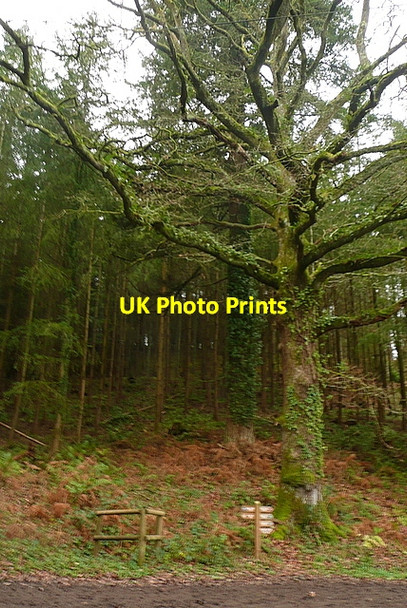 Photo 6"x4" On Broadwood Road Cowbridge\/SS9542 c2011