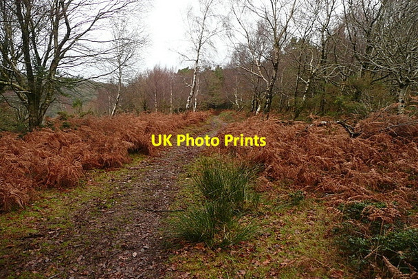 Photo 6"x4" Track in Horner Wood Horner\/SS8945 c2011