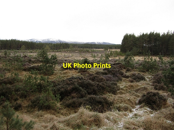 Photo 6"x4" Marshy area, Inshriach Lagganlia c2012