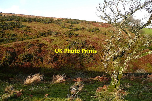 Photo 6"x4" Across Bagley Combe Codsend c2011