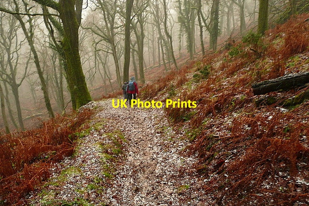 Photo 6"x4" In Stoke Wood Horner\/SS8945 c2011 P2