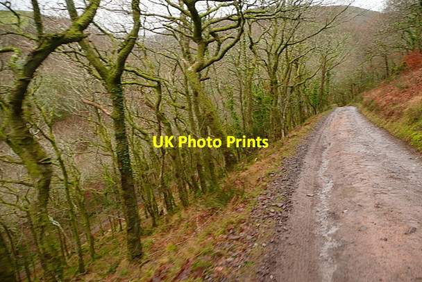 Photo 6"x4" Track in Hawkcombe Woods Porlock Weir c2011