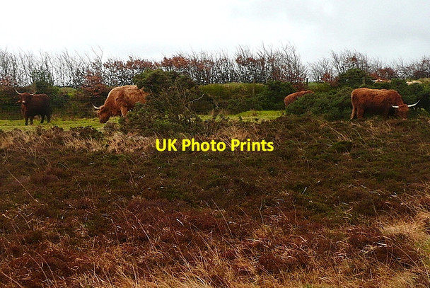 Photo 6"x4" Cattle at Tarr Ball Doverhay c2011