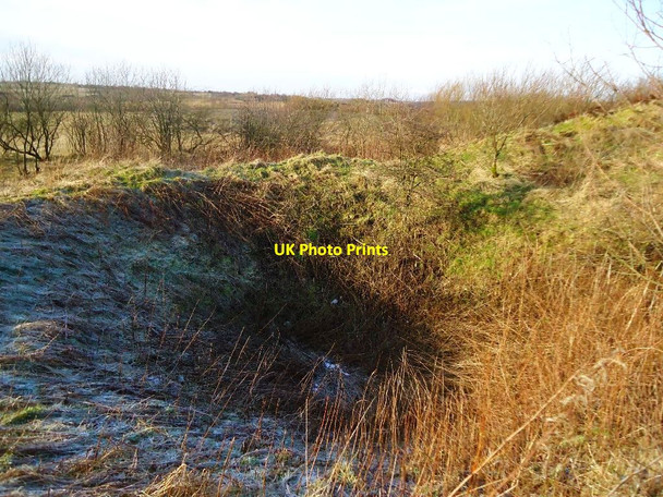 Photo 6"x4" Arden Moss [3] Plains\/NS7966 c2012