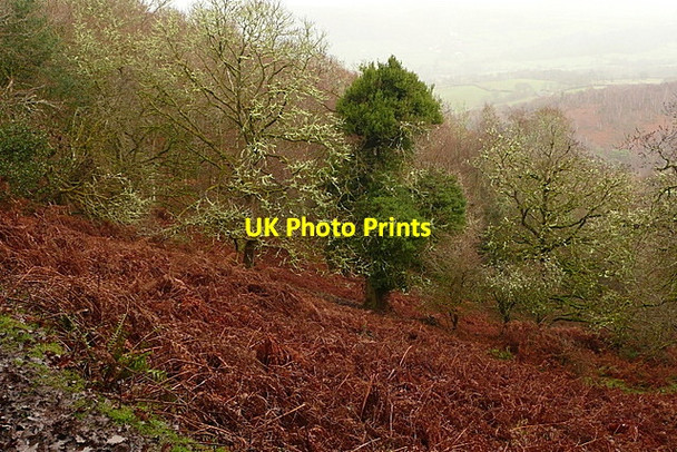 Photo 6"x4" From Granny's Path Horner\/SS8945 c2011