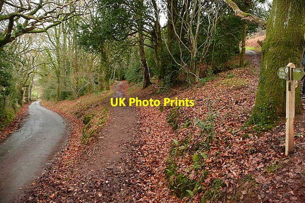 Photo 6"x4" The end of Granny's Path West Luccombe c2011