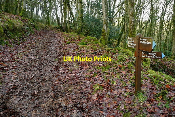 Photo 6"x4" Bridleway Junction in Bladgon Wood Luckwell Bridge c2012