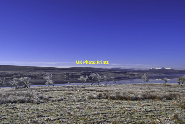 Photo 6"x4" Frosted trees by Loch Shin Achnairn c2012