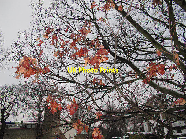 Photo 6"x4" Last leaves on the tree Greenwich\/TQ3977 c2012