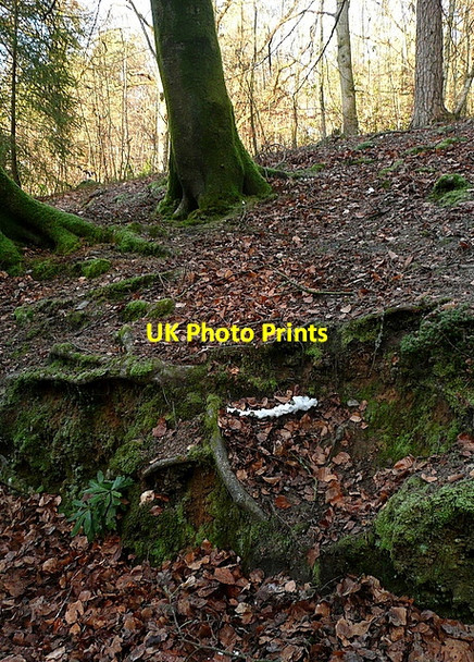 Photo 6"x4" Hoar frost at Summerden Bramshott c2012