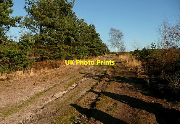 Photo 6"x4" Bridleway on Ludshott Common Headley Down c2012