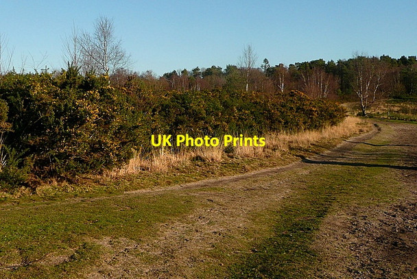 Photo 6"x4" Track on Ludshott Common Headley Down c2012