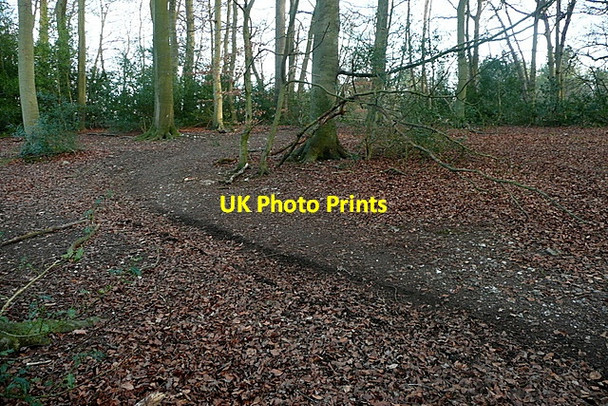 Photo 6"x4" Clearing in Great Cookshall Wood Hunt's Hill c2012
