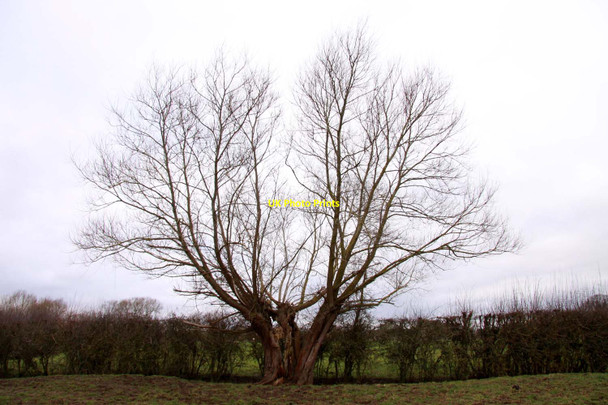 Photo 6"x4" A split willow tree near Hampton Poyle Kidlington c2012