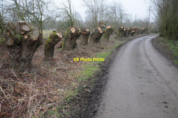 Photo 6"x4" Pollarded willows Holdfast\/SO8537 c2012