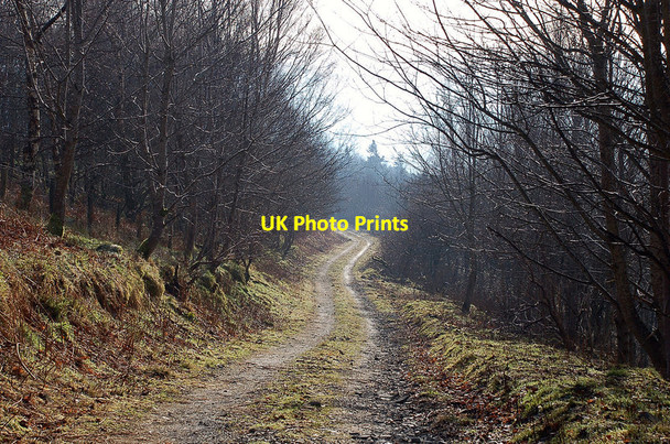 Photo 6"x4" Forest track, Merrybrae Innerleithen c2012