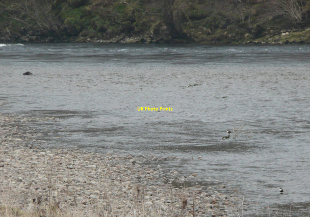 Photo 6"x4" Dippers on shingle beside River Tay Dalguise c2012