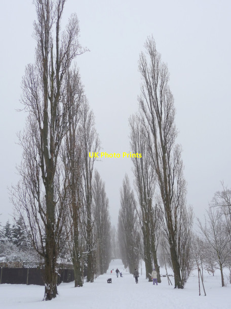 Photo 6"x4" Avenue of Poplar Trees, Oakwood Park, London N14 Southgate\/TQ3094 c2012