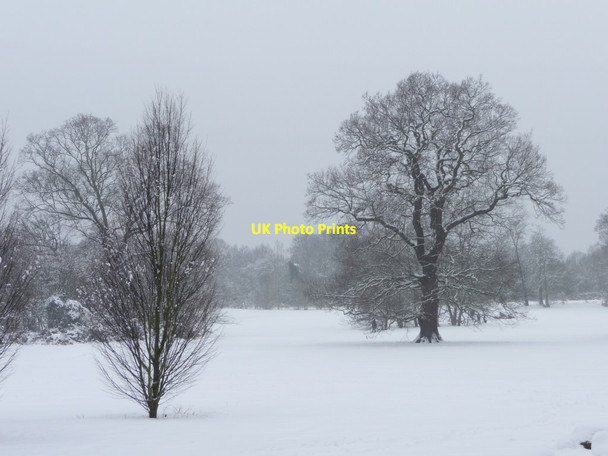 Photo 6"x4" Oak Tree in Oakwood Park, London N14 Southgate\/TQ3094 c2012