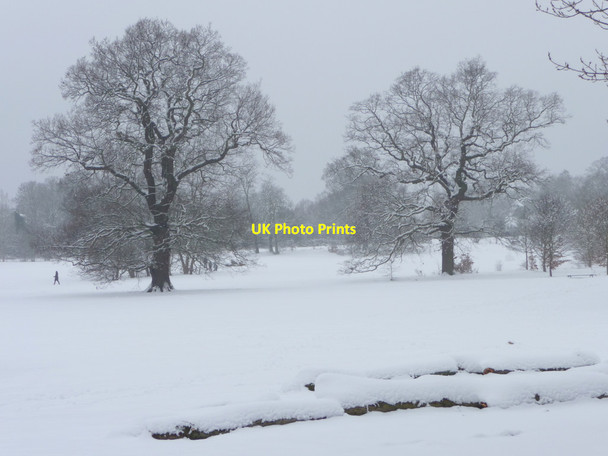 Photo 6"x4" Oak Trees, Oakwood Park, London  N14 Southgate\/TQ3094 c2012