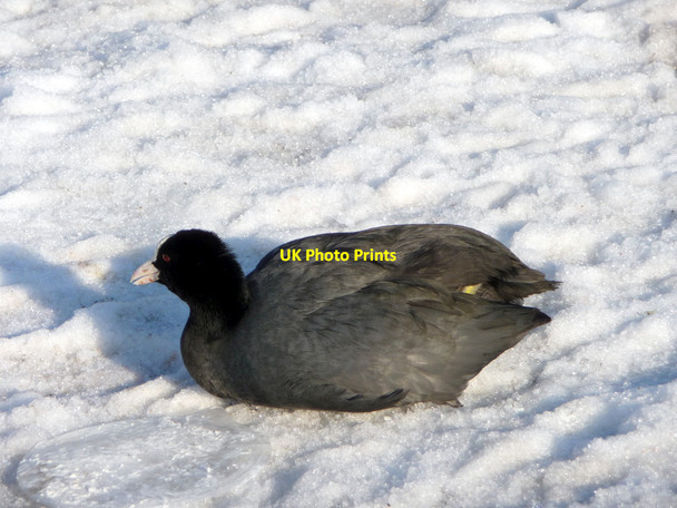 Photo 6"x4" Coot (Fulica atra) Southgate\/TQ3094 c2012