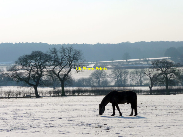 Photo 6"x4" Horse Grazing, The Ridgeway, Enfield Botany Bay\/TQ2999 c2012
