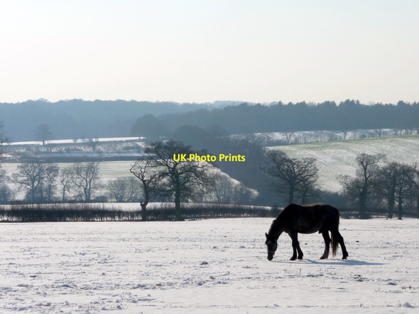 Photo 6"x4" Horse Grazing, The Ridgeway, Enfield Botany Bay\/TQ2999 c2012 P1