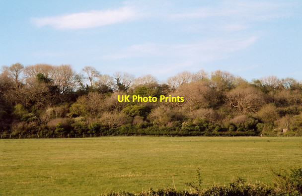 Photo 6"x4" Wood by Wig Fach Porthcawl c2008