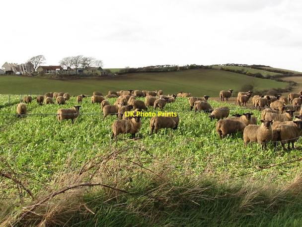 Photo 6"x4" Sheep feeding on kale alongside the Ballydonnell Road Dundrum\/J4036 c2012
