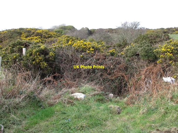 Photo 6"x4" Overgrown field access lane leading from Orchard Road Dundrum\/J4036 c2012