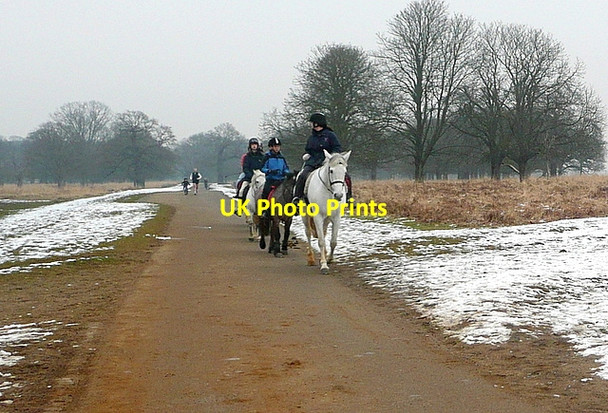 Photo 6"x4" Ponies in Richmond Park Kingston Upon Thames c2012