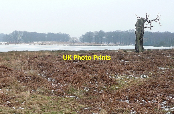 Photo 6"x4" Across Pen Ponds Kingston Upon Thames c2012