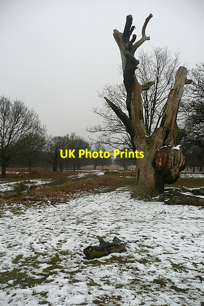 Photo 6"x4" Tree near Pond Plantation Kingston Upon Thames c2012
