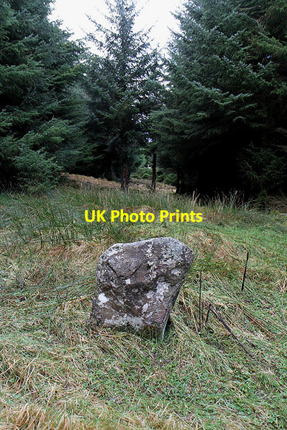 Photo 6"x4" A standing stone on Bught Rig Dryhope c2012