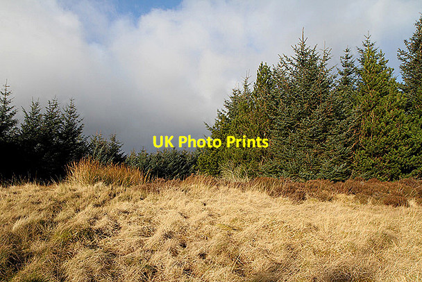 Photo 6"x4" Forestry on Bught Rig Dryhope c2012