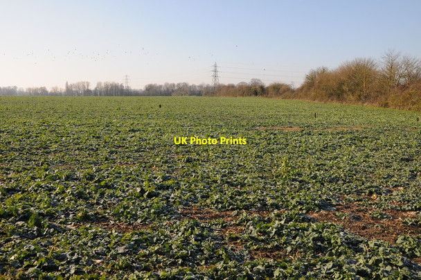 Photo 6"x4" Arable field near Whitminster Wheatenhurst c2012
