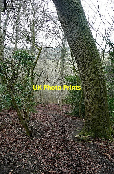 Photo 6"x4" In Sunter's Wood Towerage c2012