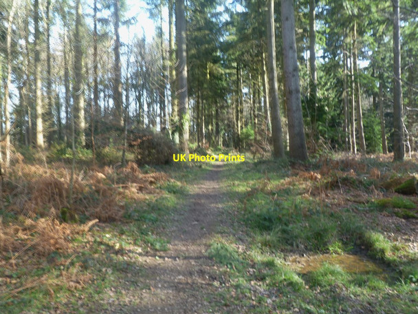 Photo 6"x4" Horton Wood, forest path Wigbeth c2012