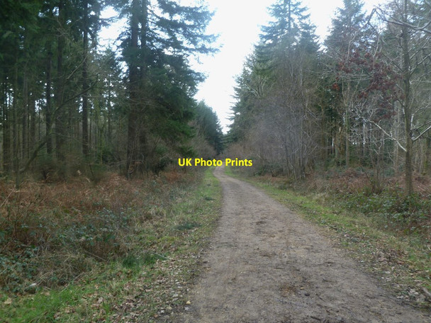 Photo 6"x4" Ferndown Forest, bridleway Chalbury Common c2012