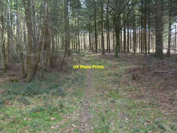 Photo 6"x4" Ferndown Forest, footpath Chalbury Common c2012