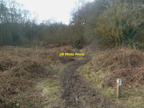 Photo 6"x4" Holt Wood, common land Holt Wood\/SU0305 c2012