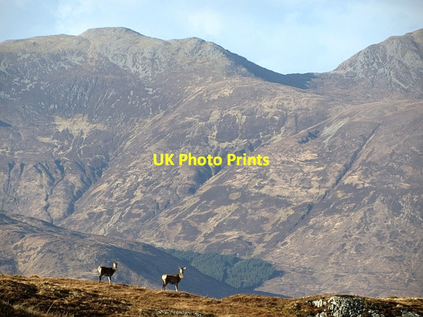 Photo 6"x4" Deer on Meall Buidhe Eilanreach c2012