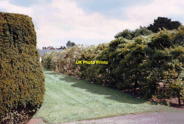 Photo 6"x4" Wisteria arch from outside, Pleasure Ground, St. Thomas, Exeter Exeter c1996