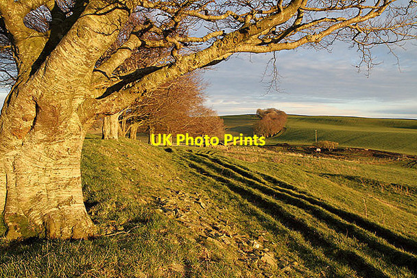 Photo 6"x4" Selkirk Common Selkirk c2012 P1