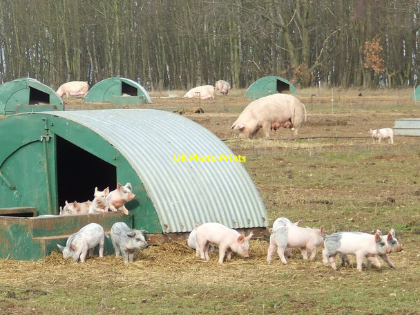 Photo 6"x4" Pig Farming Tuddenham\/TL7371 c2012