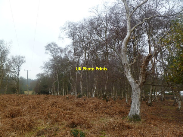 Photo 6"x4" Burley Street, woodland Burley Street c2012