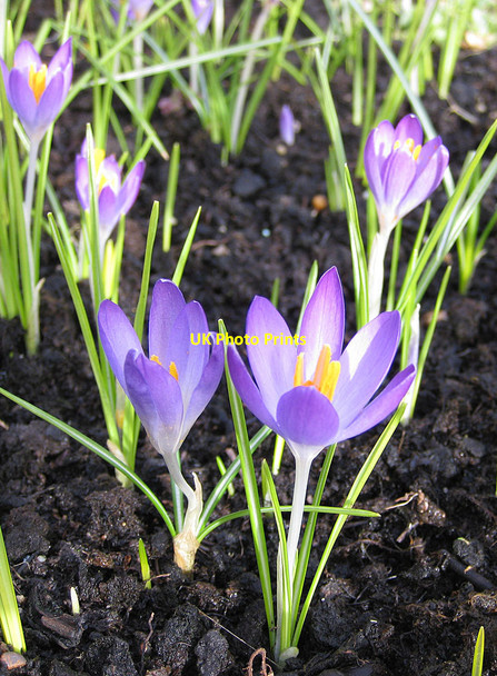Photo 6"x4" Crocus, Burton Agnes Burton Agnes c2012