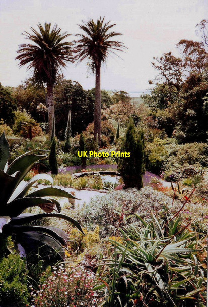 Photo 6"x4" Tresco Gardens Borough\/SV8914 c1996