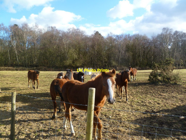 Photo 6"x4" Harbridge, horse grazing Lower Turmer c2012