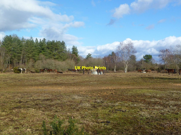 Photo 6"x4" Harbridge, horse grazing Bleak Hill c2012